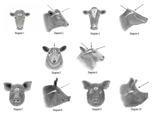 captivebolt.placements