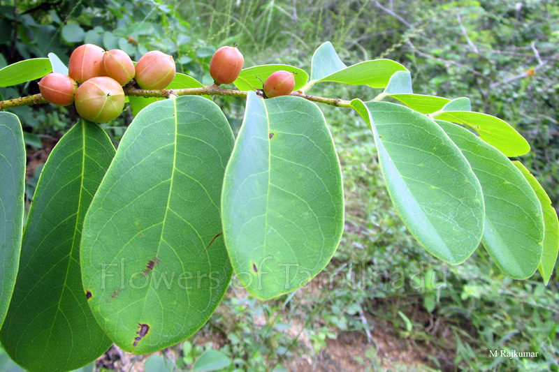 cleistanthus collinus tamil nameக்கான பட முடிவுகள்